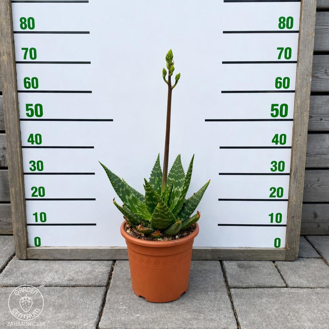 Obrázok Aloe maculata (Aloe saponaria) – výška 50–60 cm, ⌀ 20–30 cm, kont. C6L